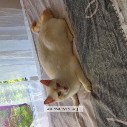 Photo 1/1 Eric Jeanneret Chat lost in 1213 petit lancy