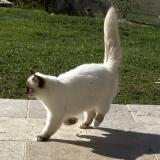 Picture of cat lost at Puyricard