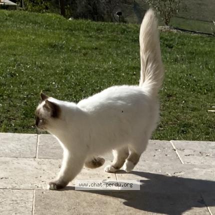 Photo 1/1 Roméo Chat lost in Puyricard