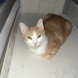 Picture of cat lost at Questembert