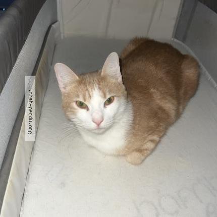 Photo 1/1 Yoko Chat lost in Questembert