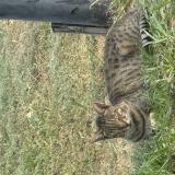 Picture of cat lost at Oklahoma City