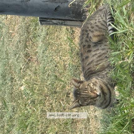 Photo 1/1 Kai Chat lost in Oklahoma city