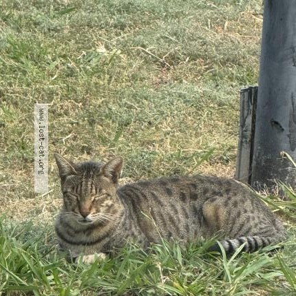 Photo 1/1 Kai Cat lost in Oklahoma City