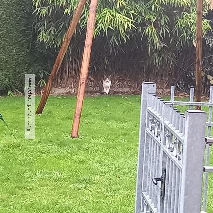 Photo 1/1 Found cat Found in Valenciennes