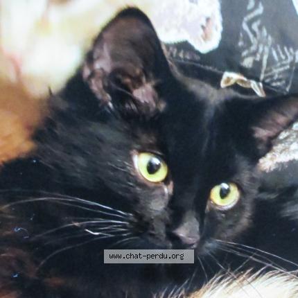 Photo 1/1 BAGHERA Chat lost in St apollinaire