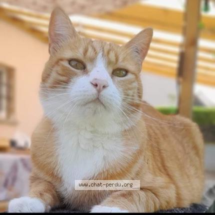 Photo 1/1 TYPHUS Chat lost in Villorceau