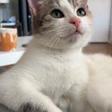 Picture of cat lost at Caen