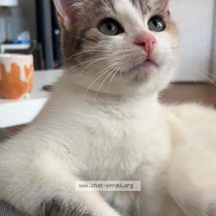 Photo 1/1 Lily Chat lost in Caen