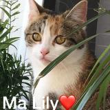 Picture of cat lost at Reims