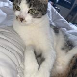 Picture of cat lost at Amiens