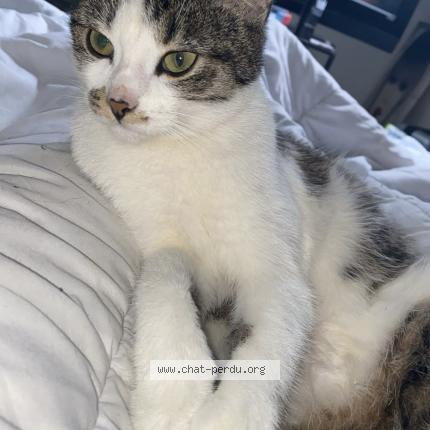 Photo 1/2 Haze Chat lost in Amiens