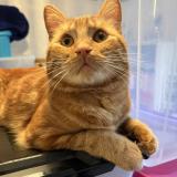 Picture of cat lost at Scy Chazelles