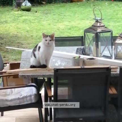 Photo 1/1 Found cat Found in Soignolles en brie