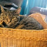 Picture of cat lost at Shreveport