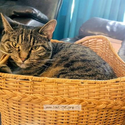 Photo 1/1 Teri Antee Chat lost in Shreveport