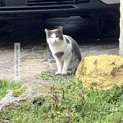 Photo 1/1 Found cat Found in Saint caprais de bordeaux