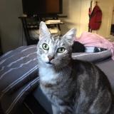 Picture of cat lost at Draguignan