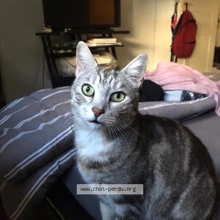 Photo 1/1 SARAH CATHERINE Chat lost in Draguignan