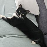 Picture of cat lost at Fourges