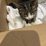 Picture of cat found at Hilsenheim