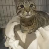 Picture of cat found at Chateau Thierry