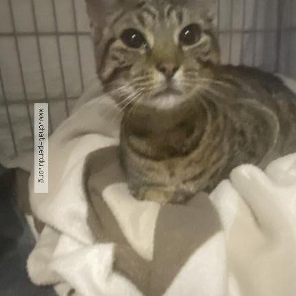 Photo 1/1 Found cat Found in Chateau thierry