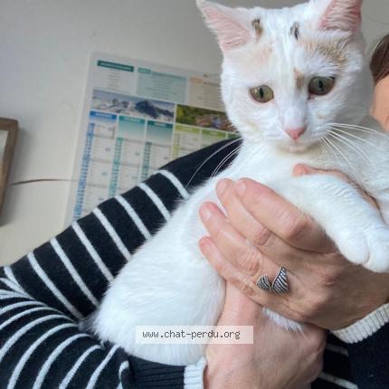 Photo 1/1 Found cat Found in Guerande