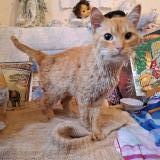 Picture of cat found at Talence