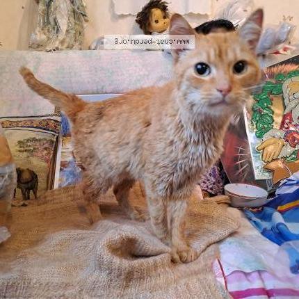 Photo 1/1 Found cat Found in Talence