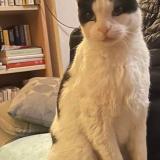 Picture of cat lost at Lattes