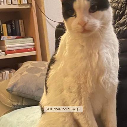 Photo 1/1 lucian Chat lost in Lattes