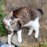 Picture of cat lost at Mont De Marsan