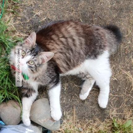 Photo 1/1 Polochon Chat lost in Mont de marsan