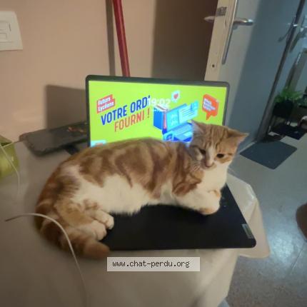 Photo 1/1 Found cat Found in Le havre