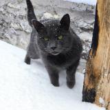 Picture of cat lost at Servon