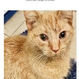 Picture of cat found at Orange