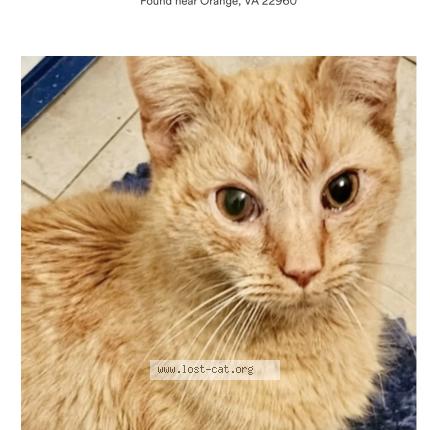 Photo 1/1 Found cat Found in Orange