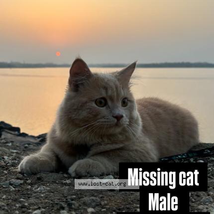 Photo 1/1 Sheru Chat lost in Nagpur