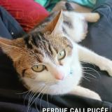 Picture of cat lost at Hirtzbach