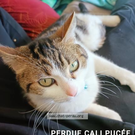 Photo 1/1 Cali Chat lost in Hirtzbach