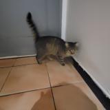 Picture of cat found at Rouilly