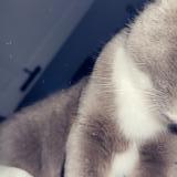 Picture of cat lost at Ceton