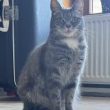 Picture of cat lost at Rebecq