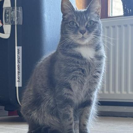 Photo 1/1 Miyuki Chat lost in Rebecq