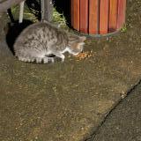 Picture of cat found at Fleury Les Aubrais