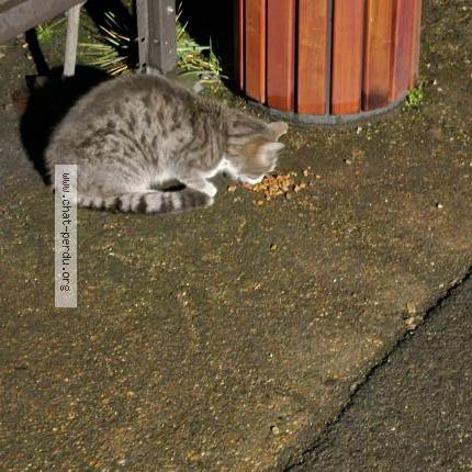 Photo 1/1 Found cat Found in Fleury les aubrais