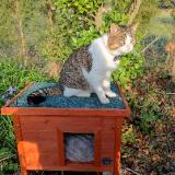 Picture of cat found at Le Thor