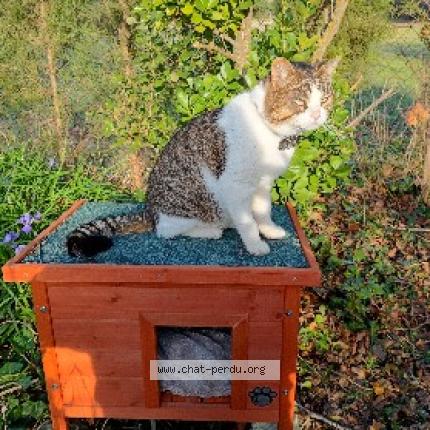 Photo 1/1 Found cat Found in Le thor