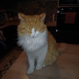 Picture of cat lost at Barcelonne Du Gers